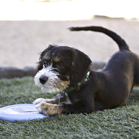 Puppy Kong Flyer Frisbee, 18 cm
