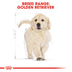 ROYAL CANIN Golden Retriever Puppy pro štěňata