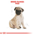 Royal Canin Pug Junior