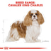 ROYAL CANIN Cavalier King Charles Adult