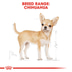 ROYAL CANIN Chihuahua Adult