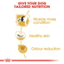 ROYAL CANIN French Bulldog Adult