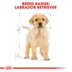 ROYAL CANIN Labrador Retriever Puppy granule pro štěňata