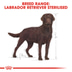 ROYAL CANIN Labrador Retriever Adult Sterilised