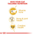 ROYAL CANIN British Shorthair granule pro britské krátkosrsté kočky