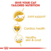 ROYAL CANIN Maine Coon Adult granule pro kočky