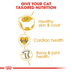 ROYAL CANIN Ragdoll Adult granule pro kočky
