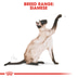 ROYAL CANIN Siamese Adult granule pro kočky