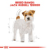ROYAL CANIN Jack Russell Terrier Adult