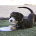 Puppy Kong Flyer Frisbee, 18 cm