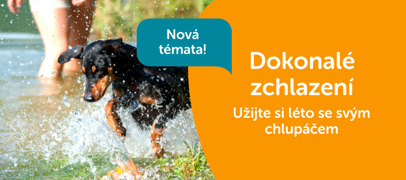 Zchlazení psa