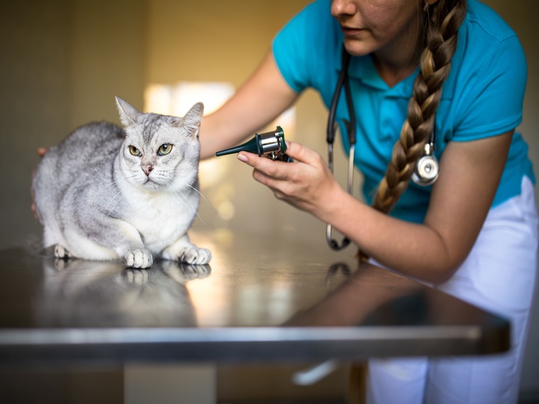 Kočka u veterináře bez stresu