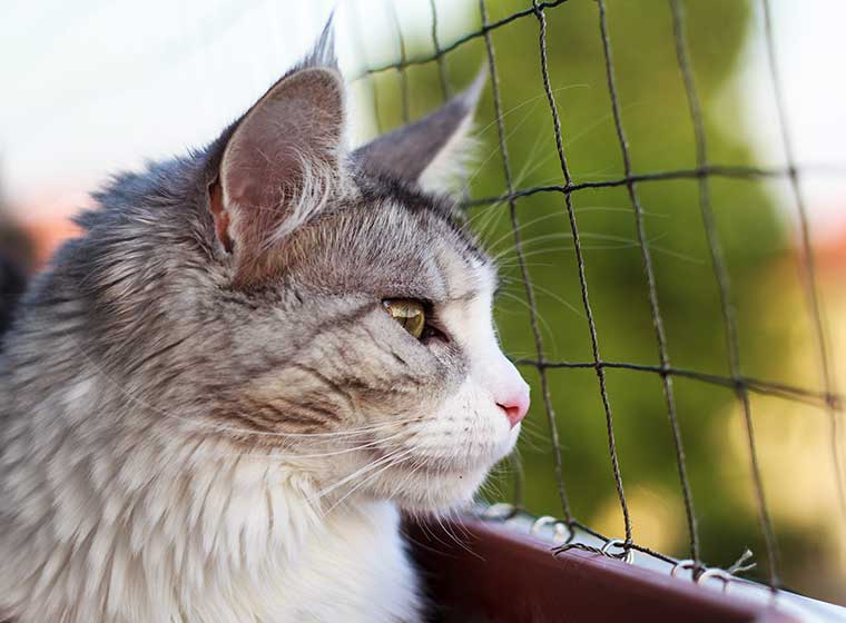 Pořiďte jí ochrannou síť na balkon