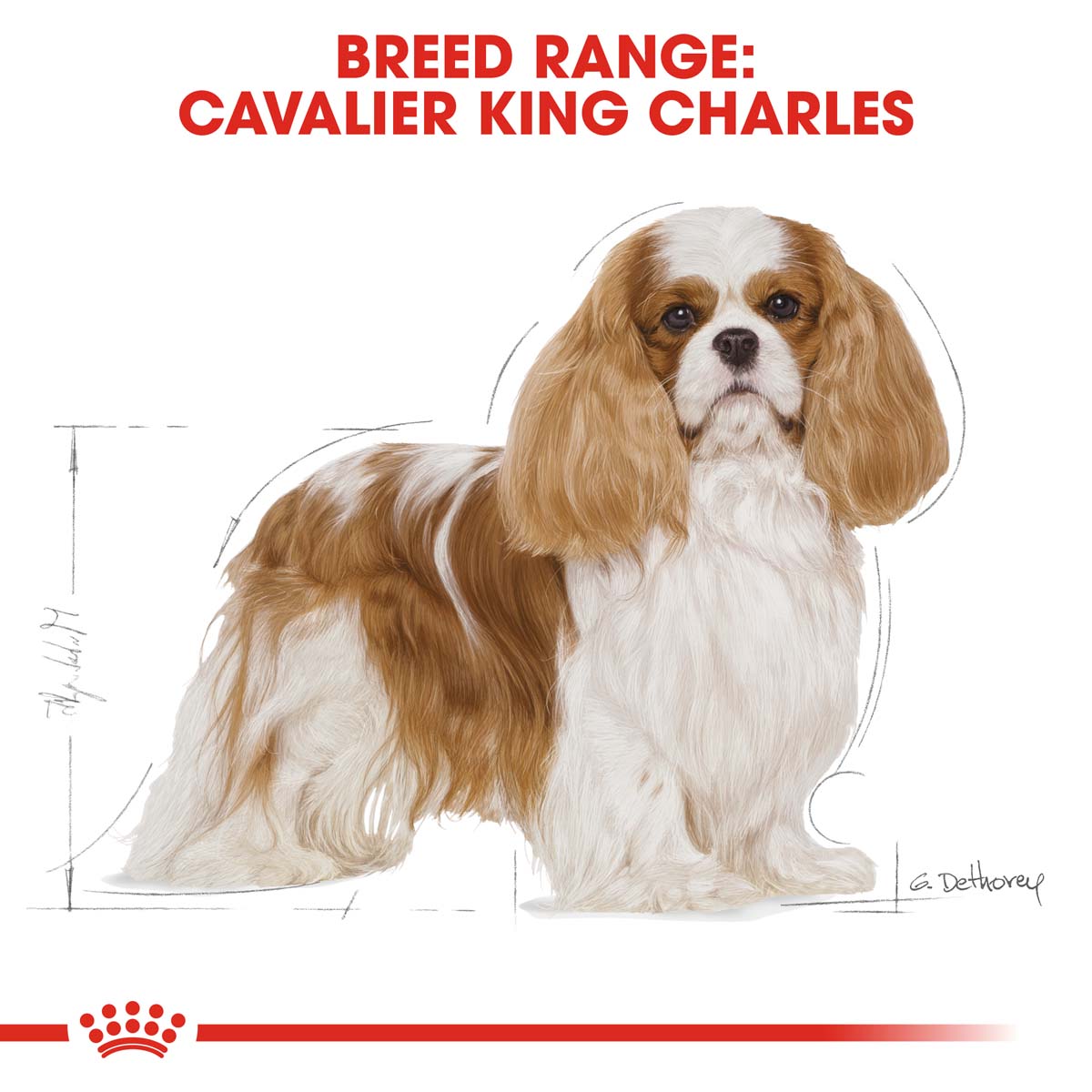 RoyalCanin Hundefutter CavalierKingCharles 6