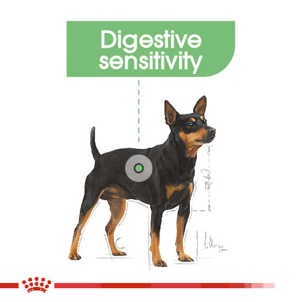 ROYAL CANIN DIGESTIVE CARE kapsička pro psy s citlivým zažíváním 12× 85 g