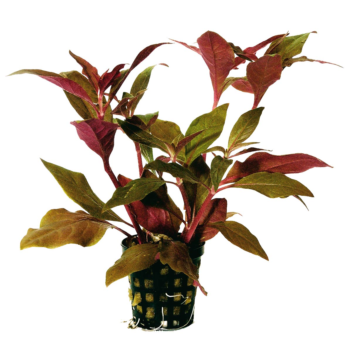 Aquafleur alternanthera cardinalis červená v 5 cm květináči