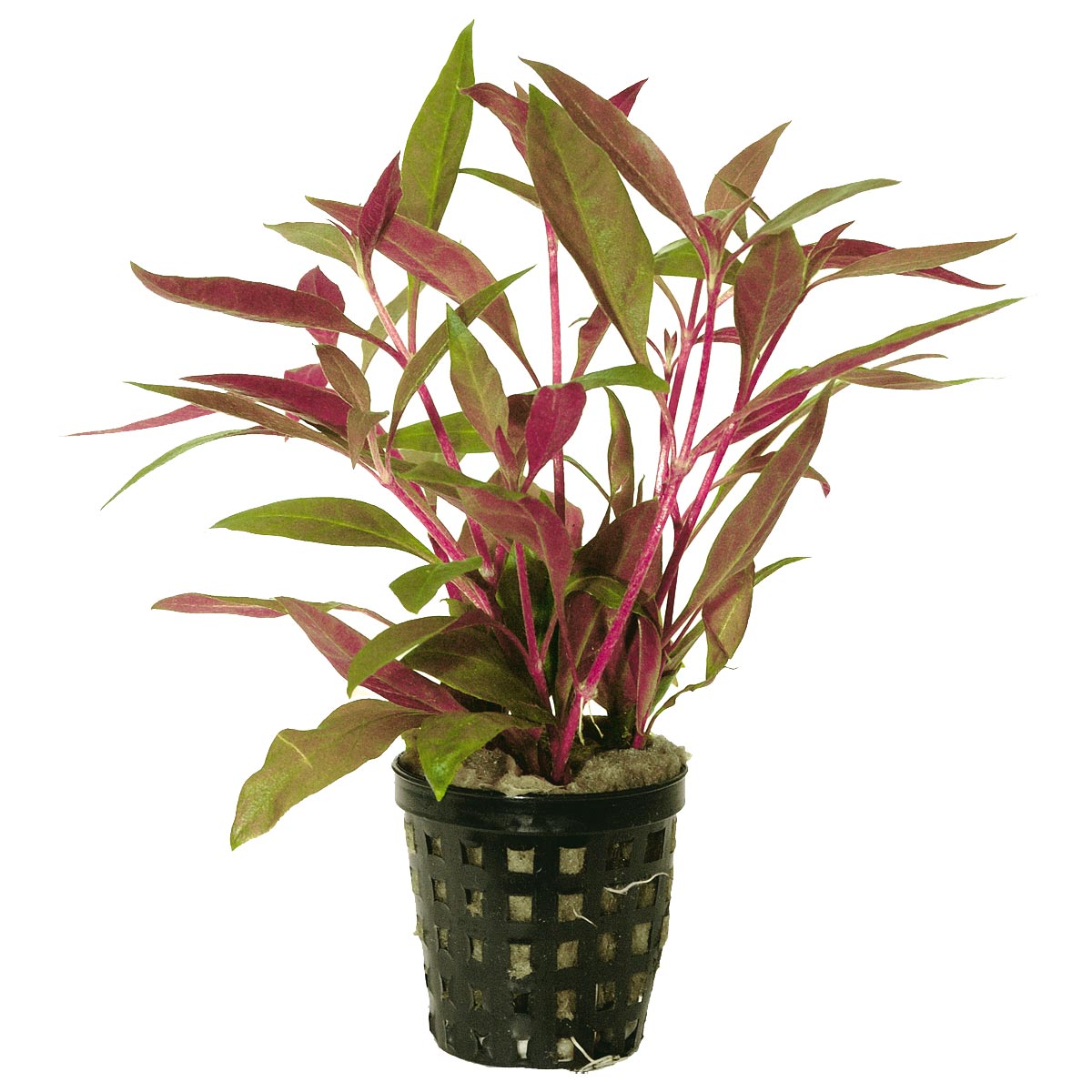 Aquafleur alternanthera reineckii červená v 5 cm květináči