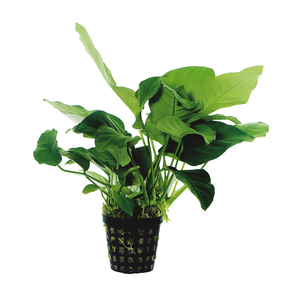 aquafleur anubias barteri nana rostlina v 5 cm květináči