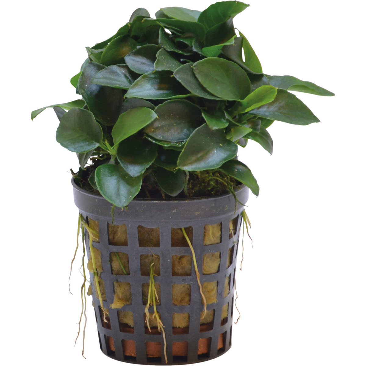 Aquafleur anubias nana bonsai mini-rostlina v 5 cm květináči