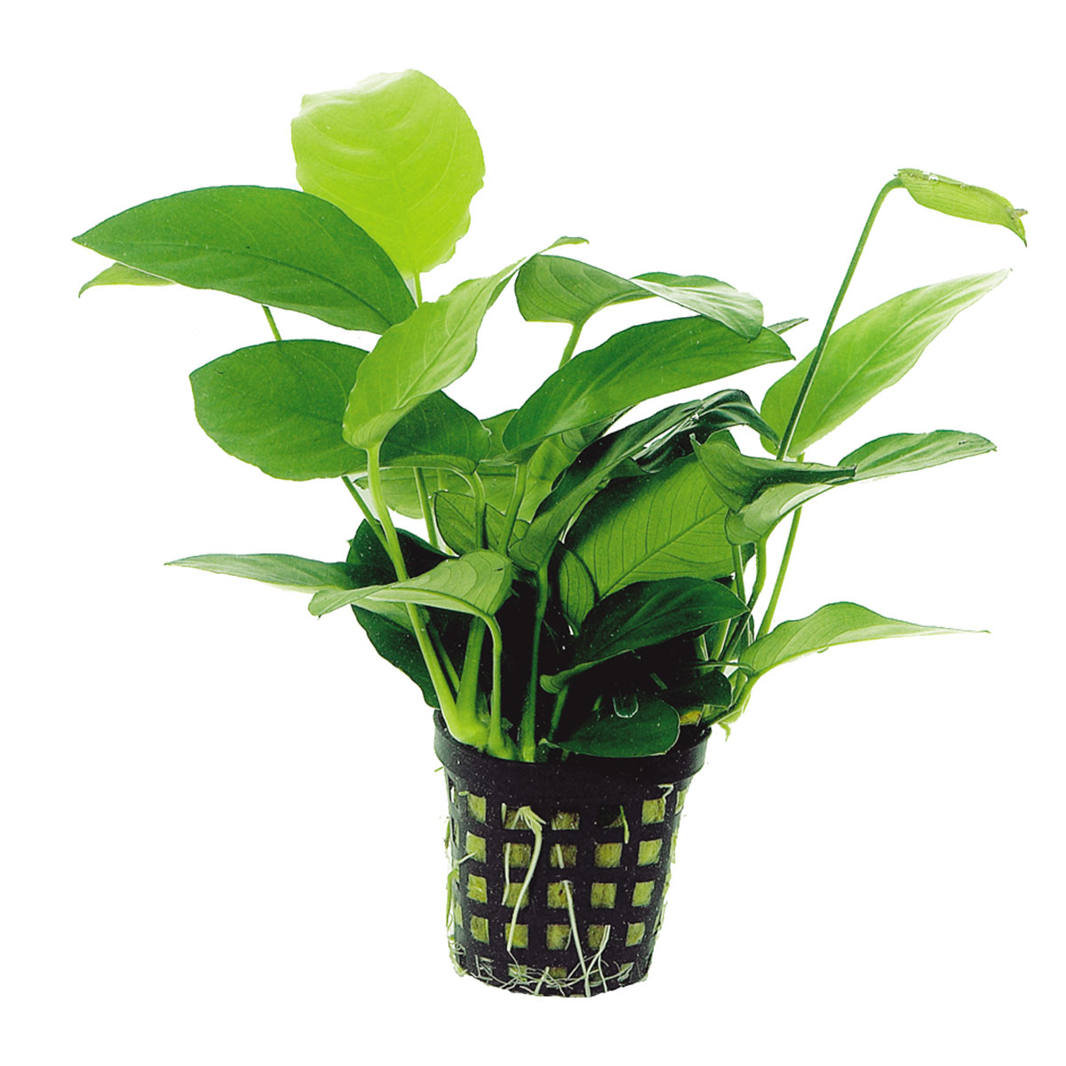 Aquafleur anubias nana rostlina v 5 cm květináči