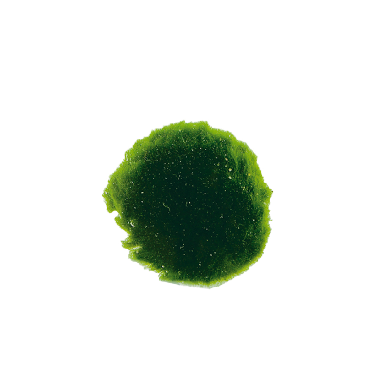 Aquafleur cladophora mořské řasy xs 6 kusů