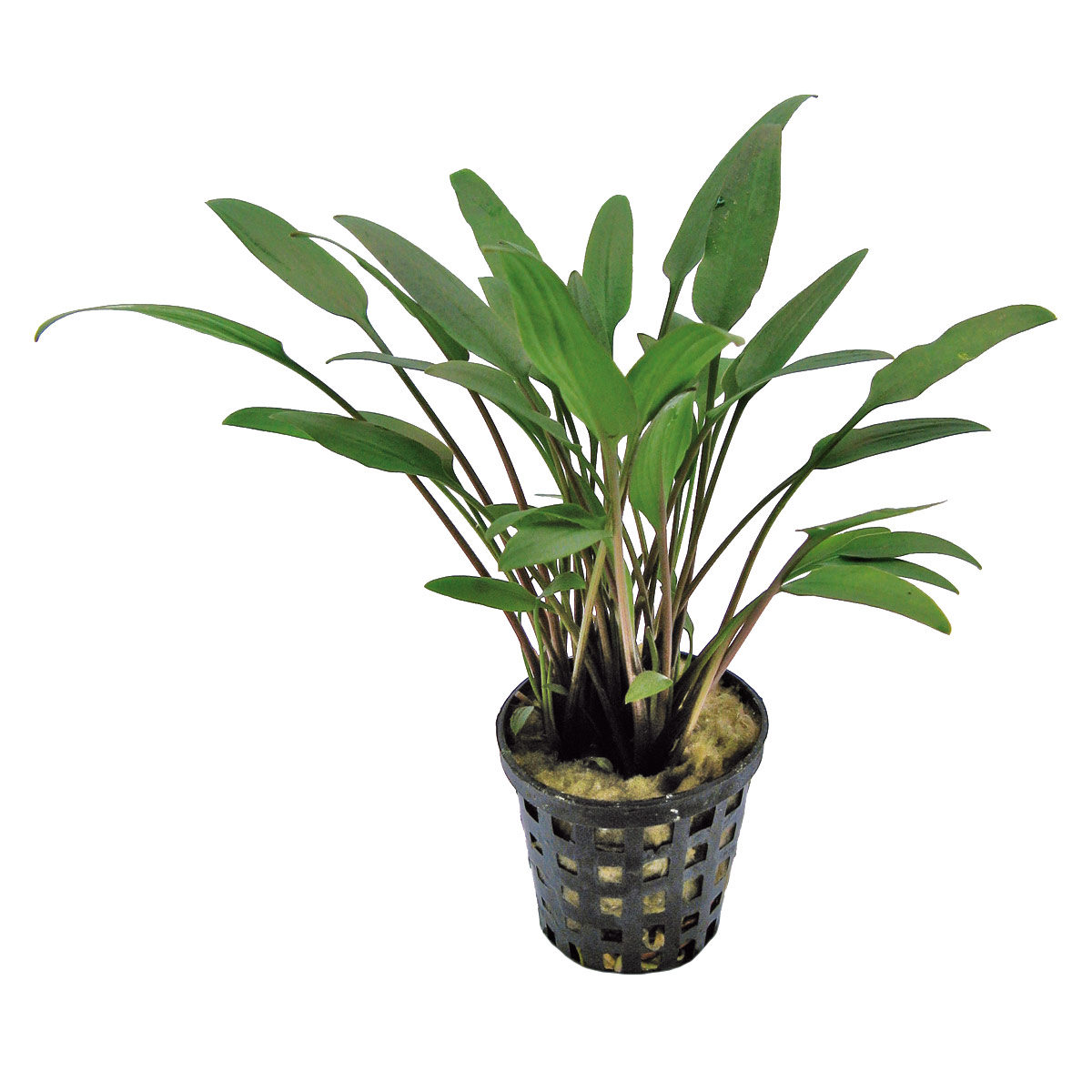 Aquafleur cryptocoryne nevelli rostlina v 5 cm květináči