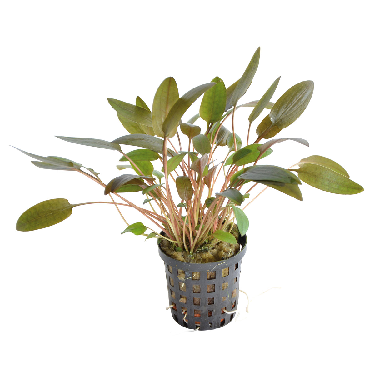 Aquafleur cryptocoryne wendtii hnědá v 5 cm květináči
