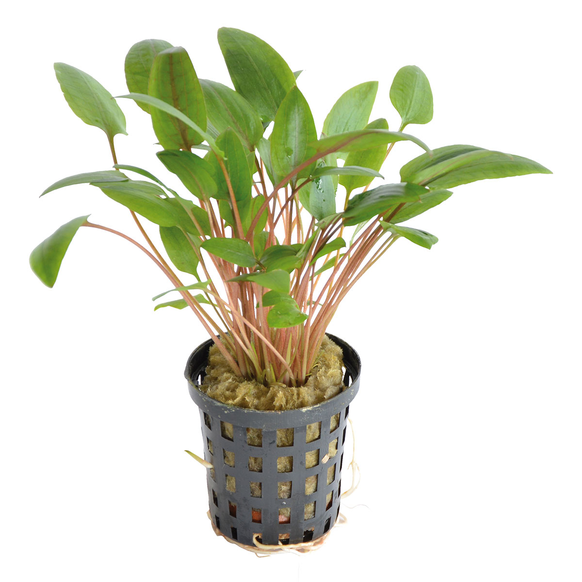 Aquafleur cryptocoryne wendtii grün v 5 cm květináči