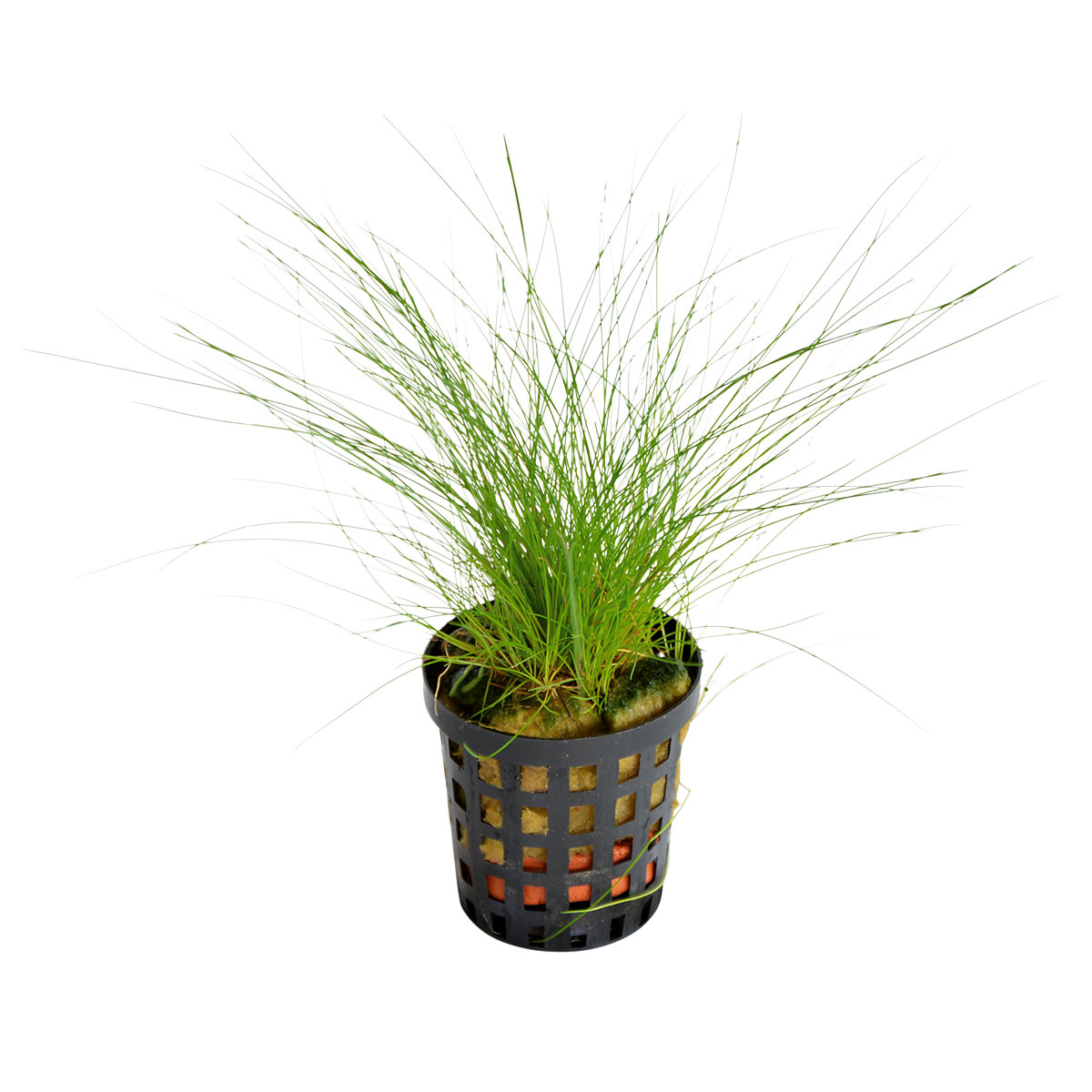 Aquafleur eleocharis acicularis rostlina v 5 cm květináči