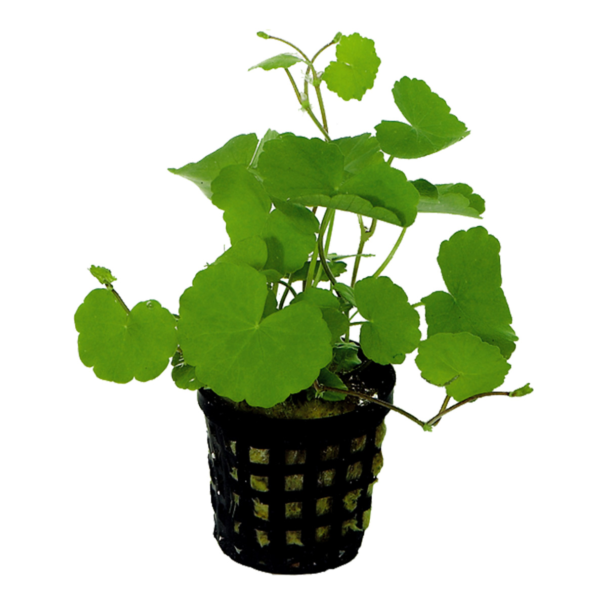 Aquafleur hydrocotyle leucocephala rostlina v 5 cm květináči