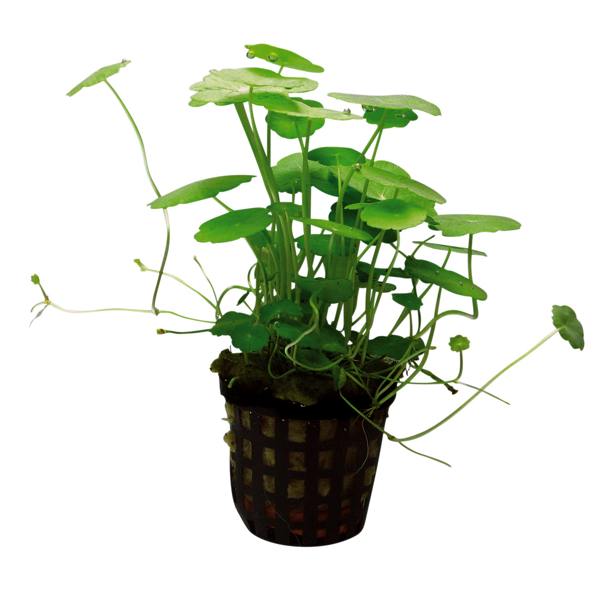 Aquafleur Hydrocotyle verticillata rostlina v 5 cm květináči