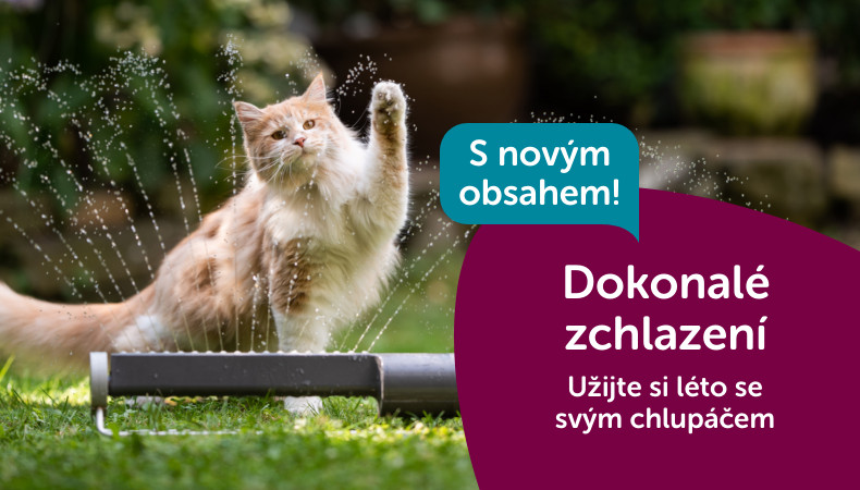 Zchlazení kočky