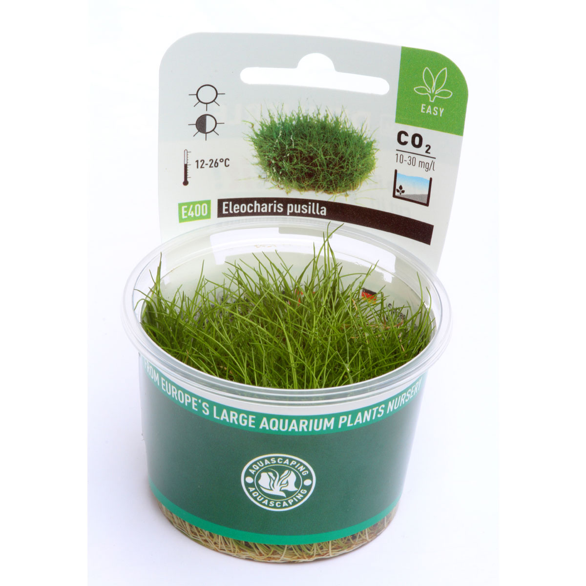 Dennerle akvarijní rostlina Eleocharis pusilla In-Vitro