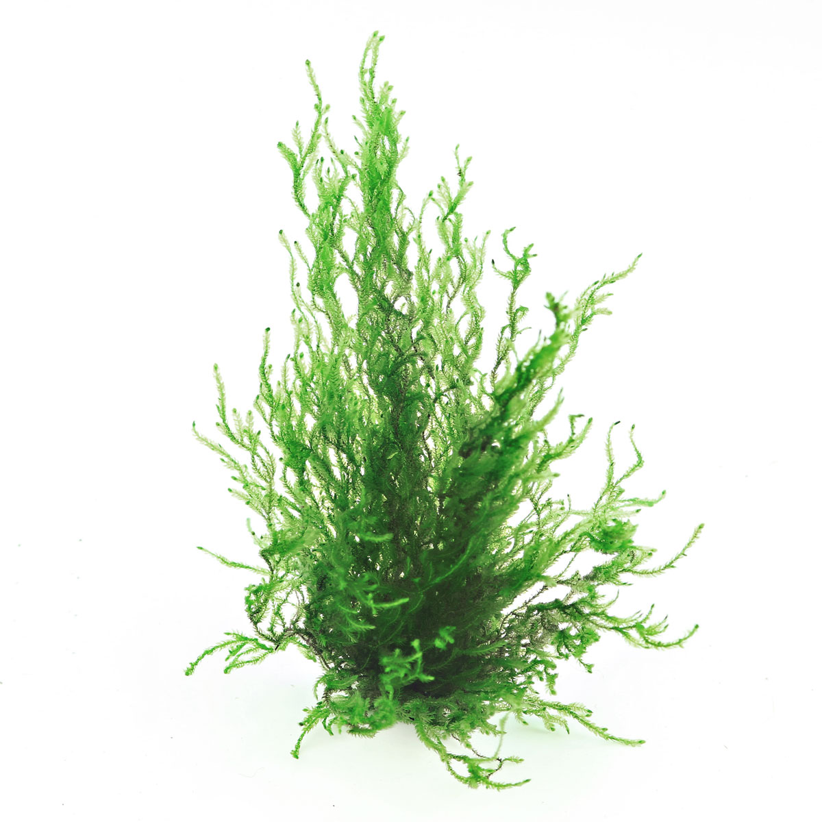 dennerle aquariumpflanze taxiphyllum spec flammenmoos in vitro 2