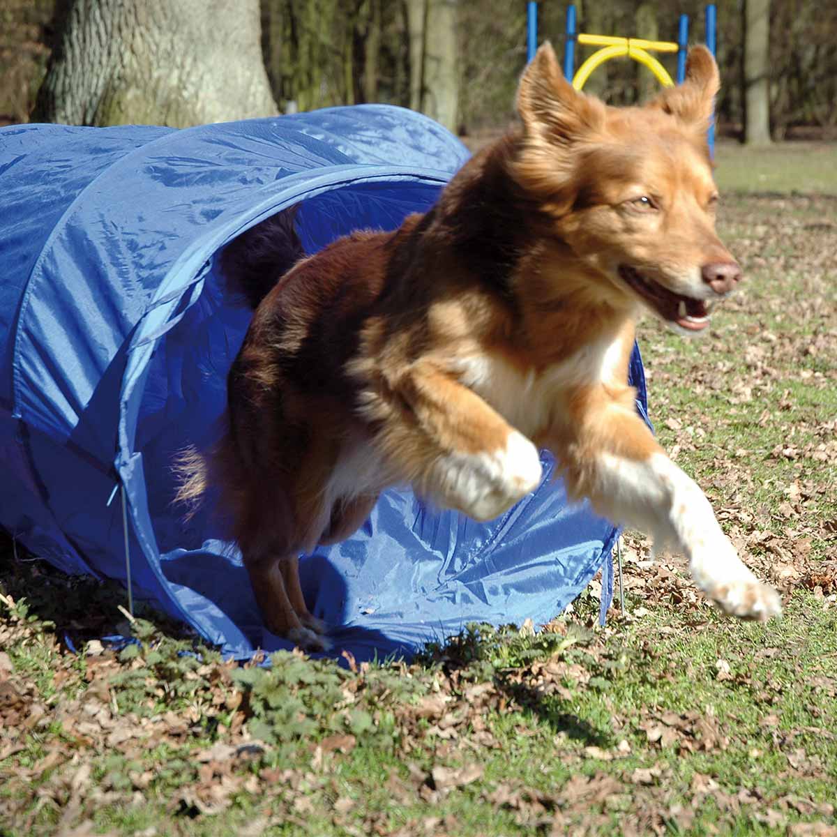 dobar Agility tunel, délka 500 cm, Ø 60 cm