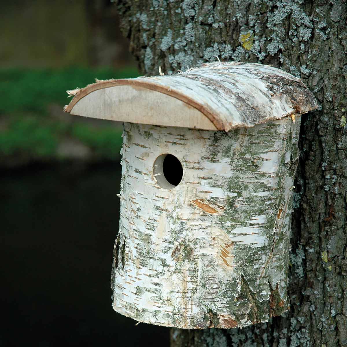 dobar přírodní ptačí budka z březového dřeva