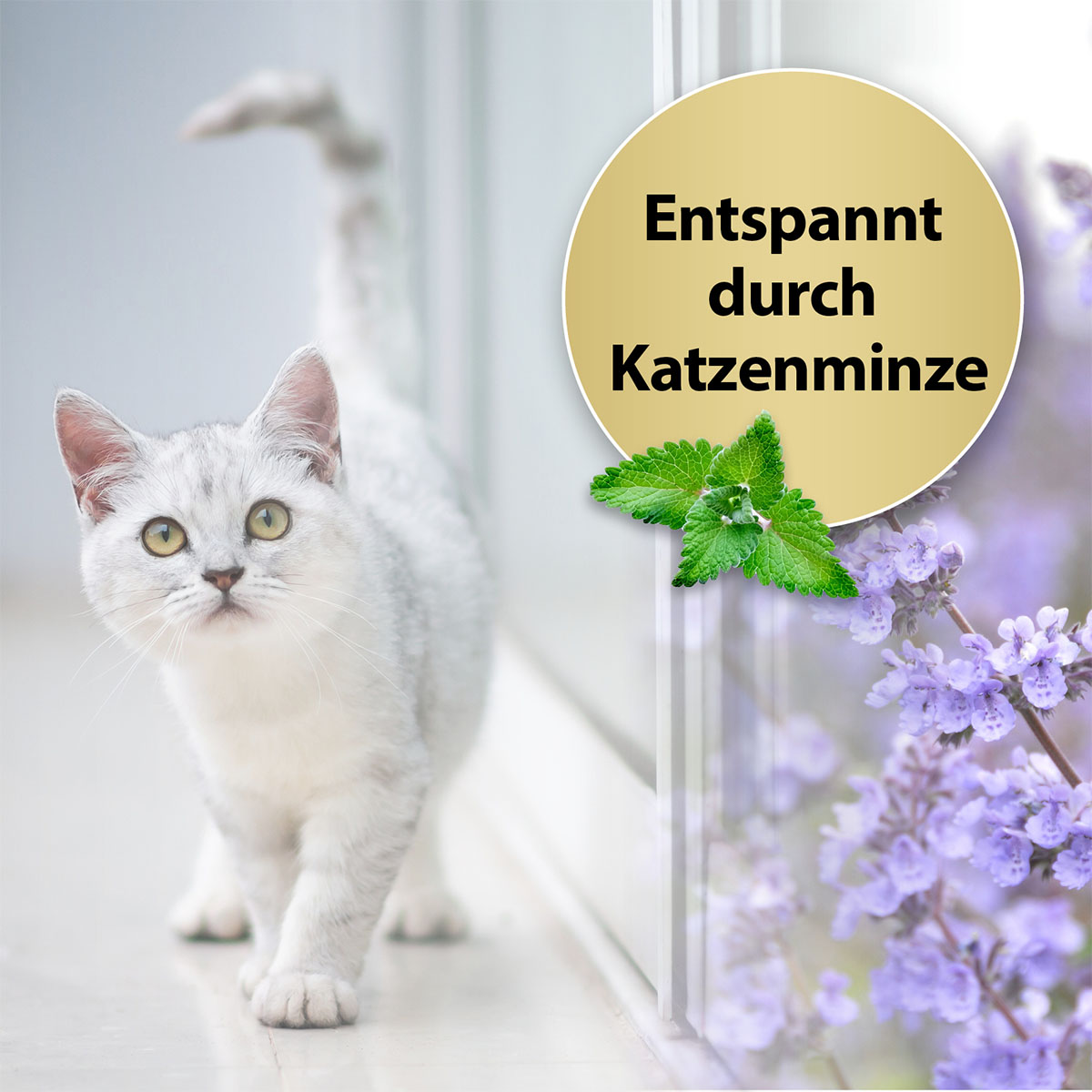 Felisept Home Comfort Set difuzér s flakonem