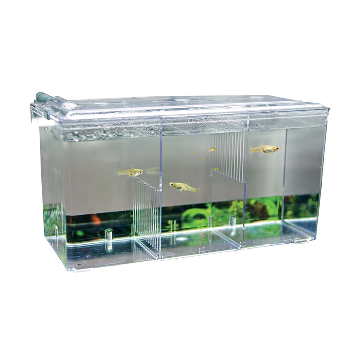 Hobby nádržka pro tření ryb Nido 5, 26 × 14 × 13 cm