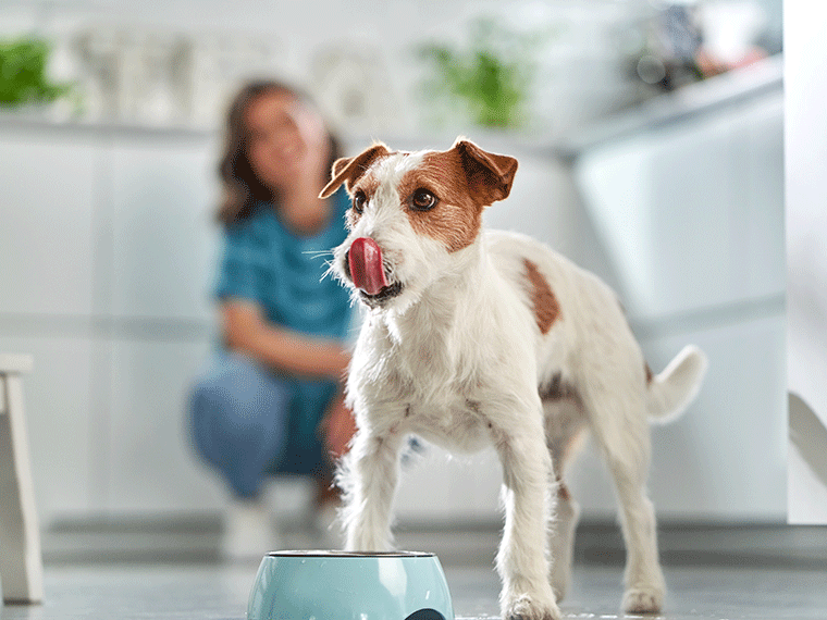 Kapsičky a konzervy pro psy: Jak vybrat ty nejlepší?