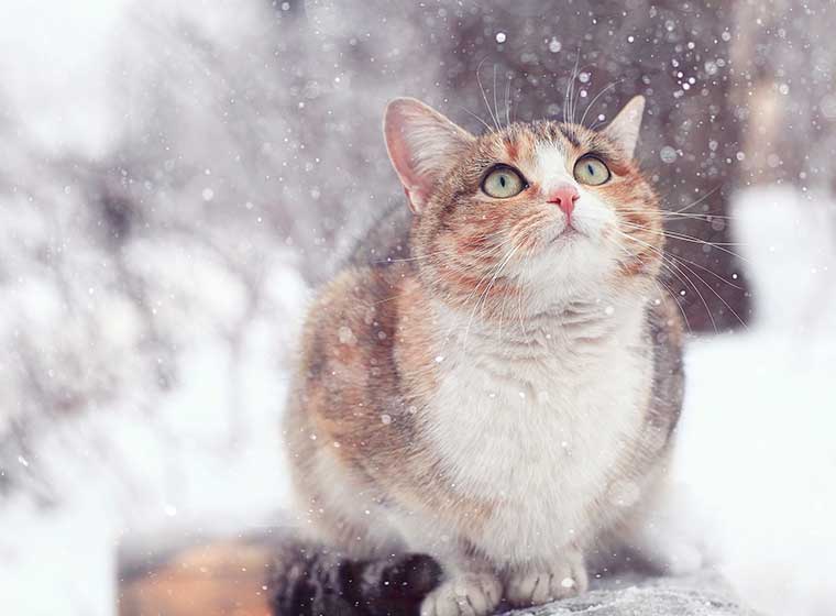 Tipy, jak se starat o kočku v zimě