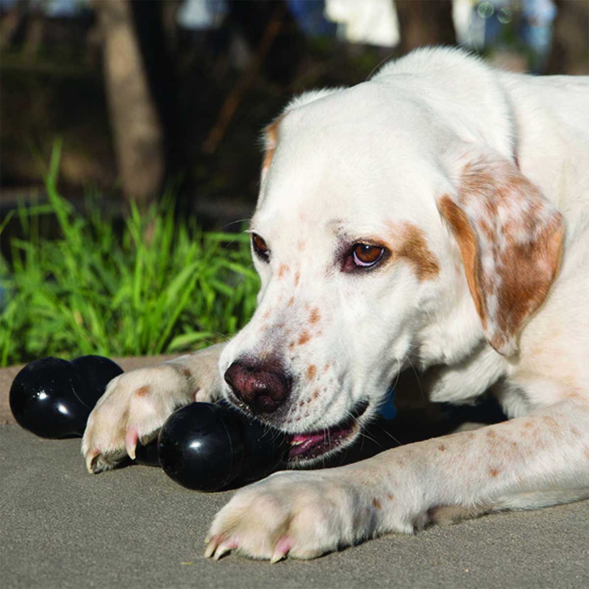 KONG Extreme Goodie Bone