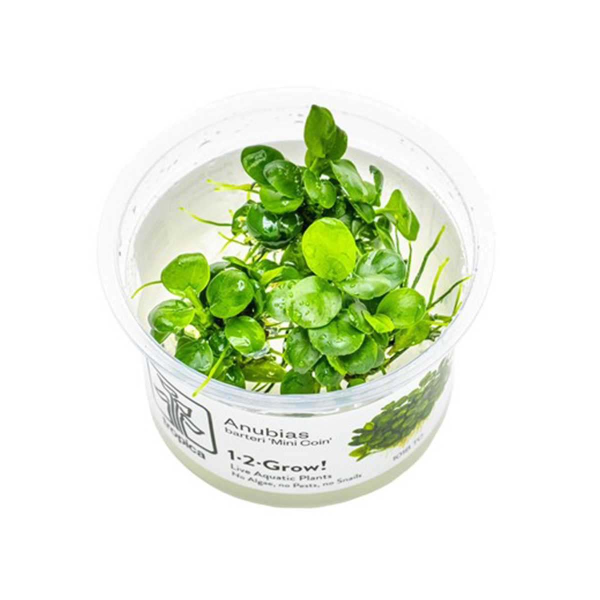 Tropica akvarijní rostlina Anubias barteri Mini Coin