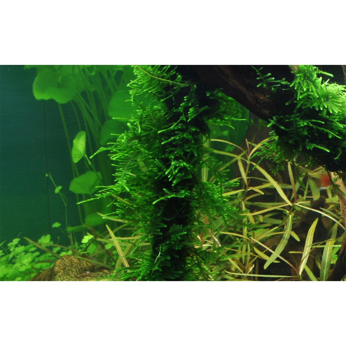 Tropica Taxiphyllum ‚Spiky‘ akvarijní rostlina
