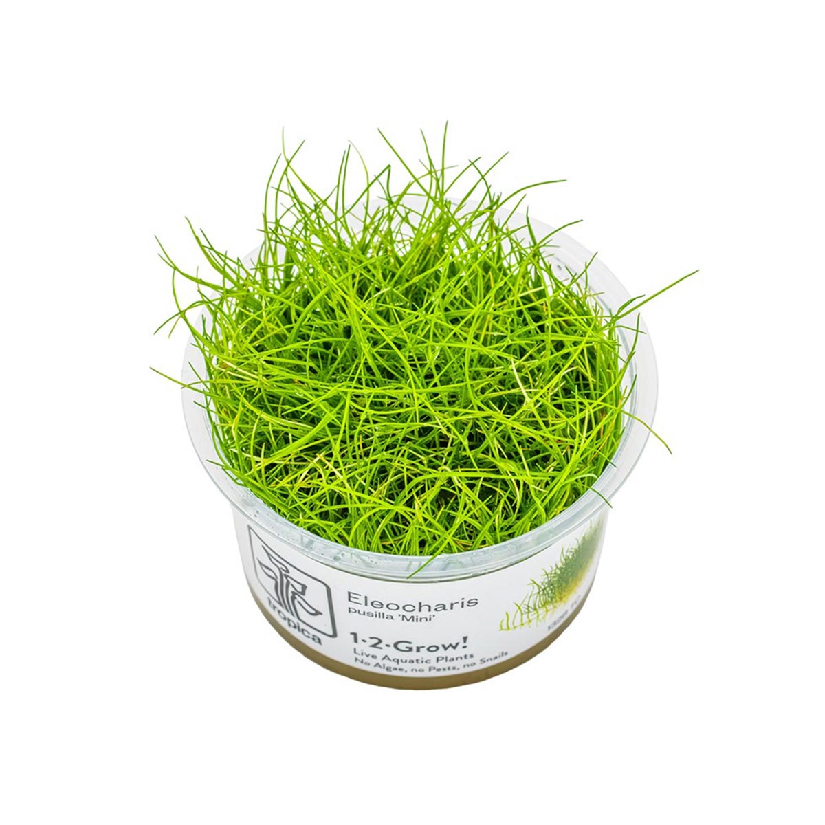 Tropica půdopokryvná rostlina Eleocharis pusilla Mini