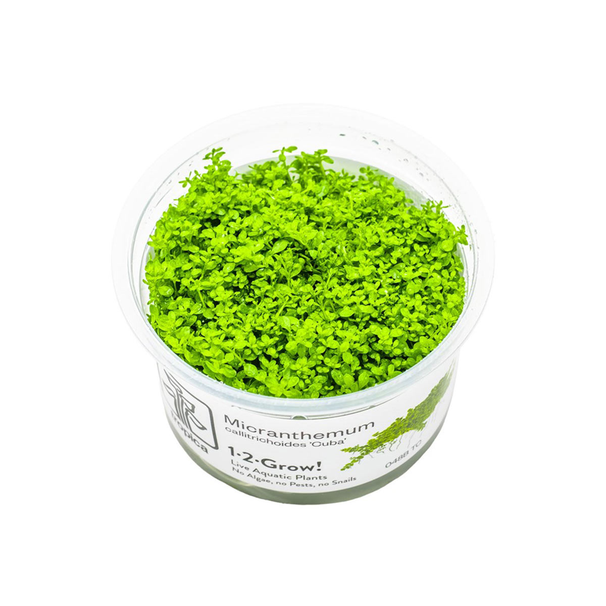 Tropica Micranthemum callitrichoides Cuba