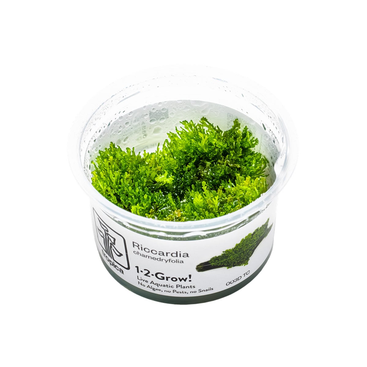 Tropica mechová rostlina Riccardia chamedryfolia