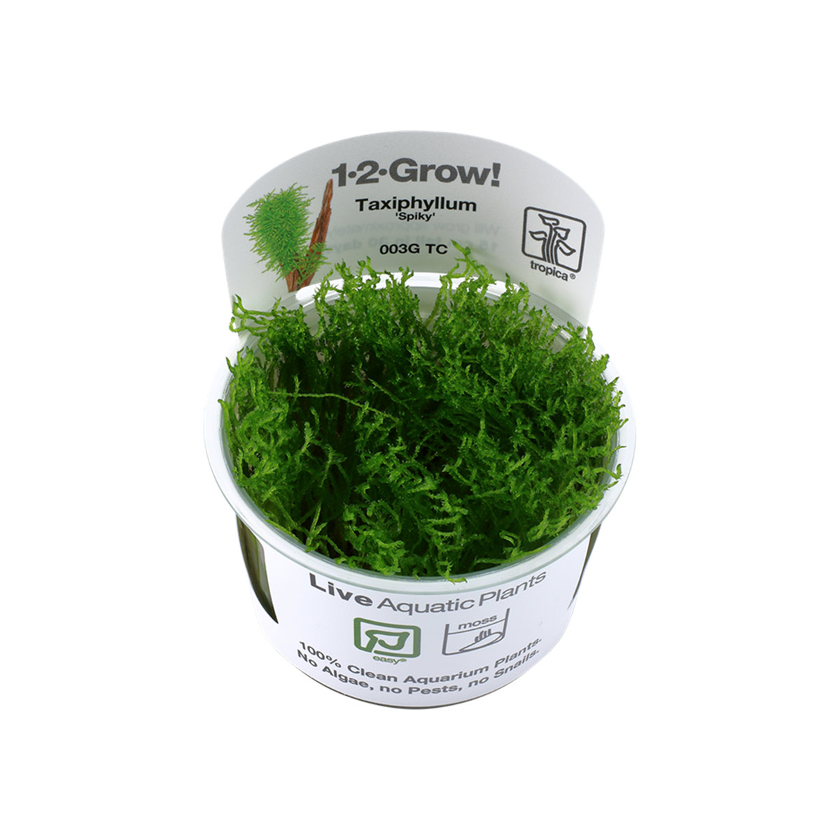 Tropica mechová rostlina Taxiphyllum sp. Spiky Moss