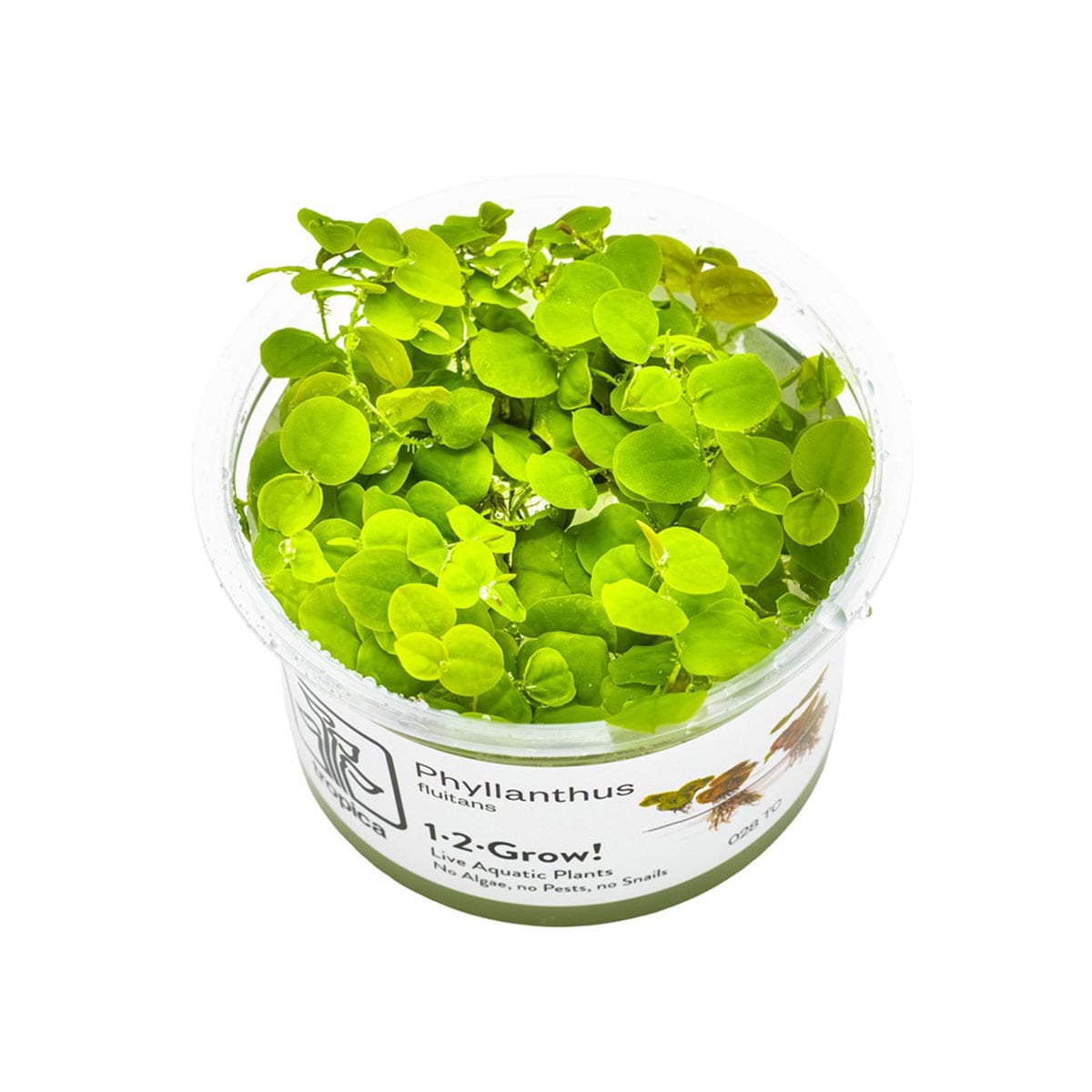 Tropica plovoucí rostlina Phyllanthus fluitans