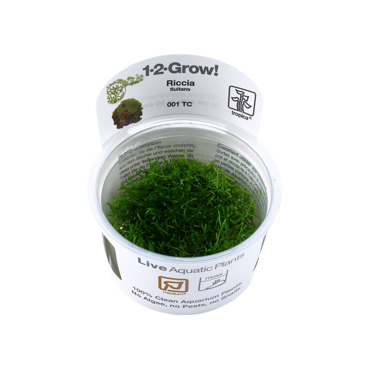 Tropica plovoucí rostlina Riccia fluitans