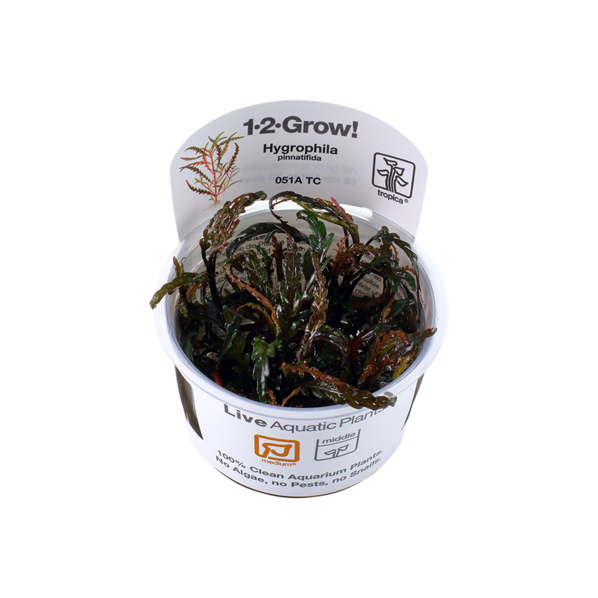 Tropica stonková rostlina Hygrophila pinnatifida